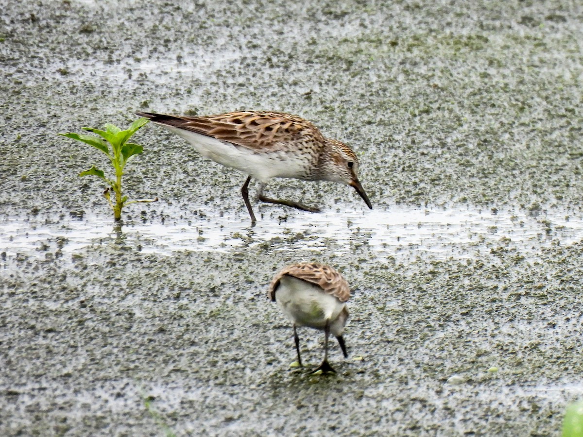 White-rumped Sandpiper - Sophie Dismukes