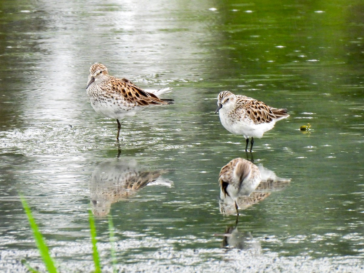 White-rumped Sandpiper - Sophie Dismukes