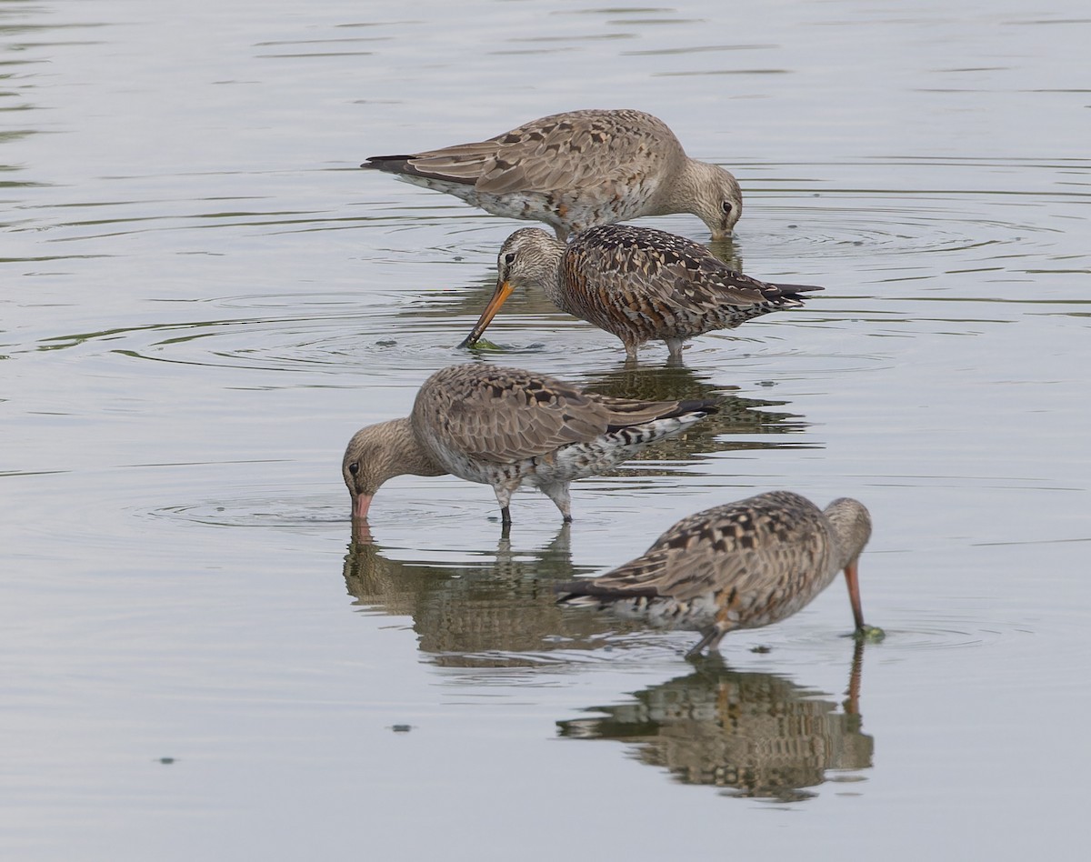 Hudsonian Godwit - Michael Todd