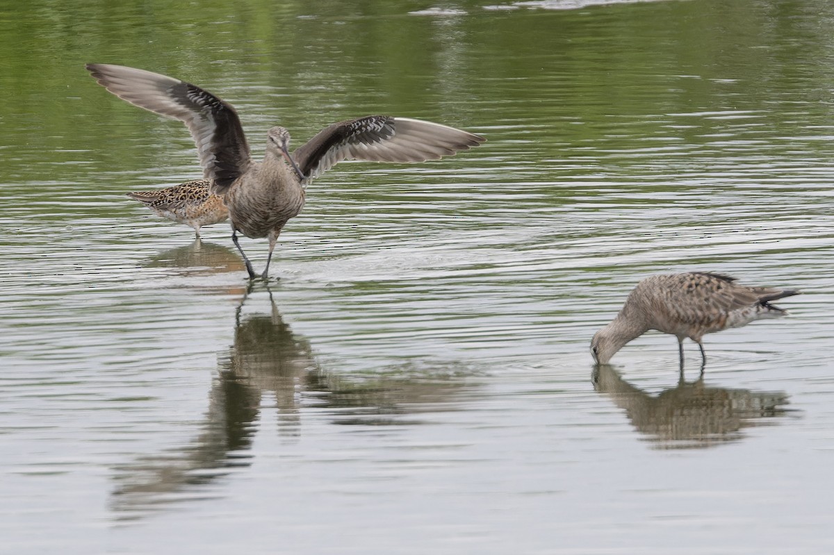 Hudsonian Godwit - Michael Todd