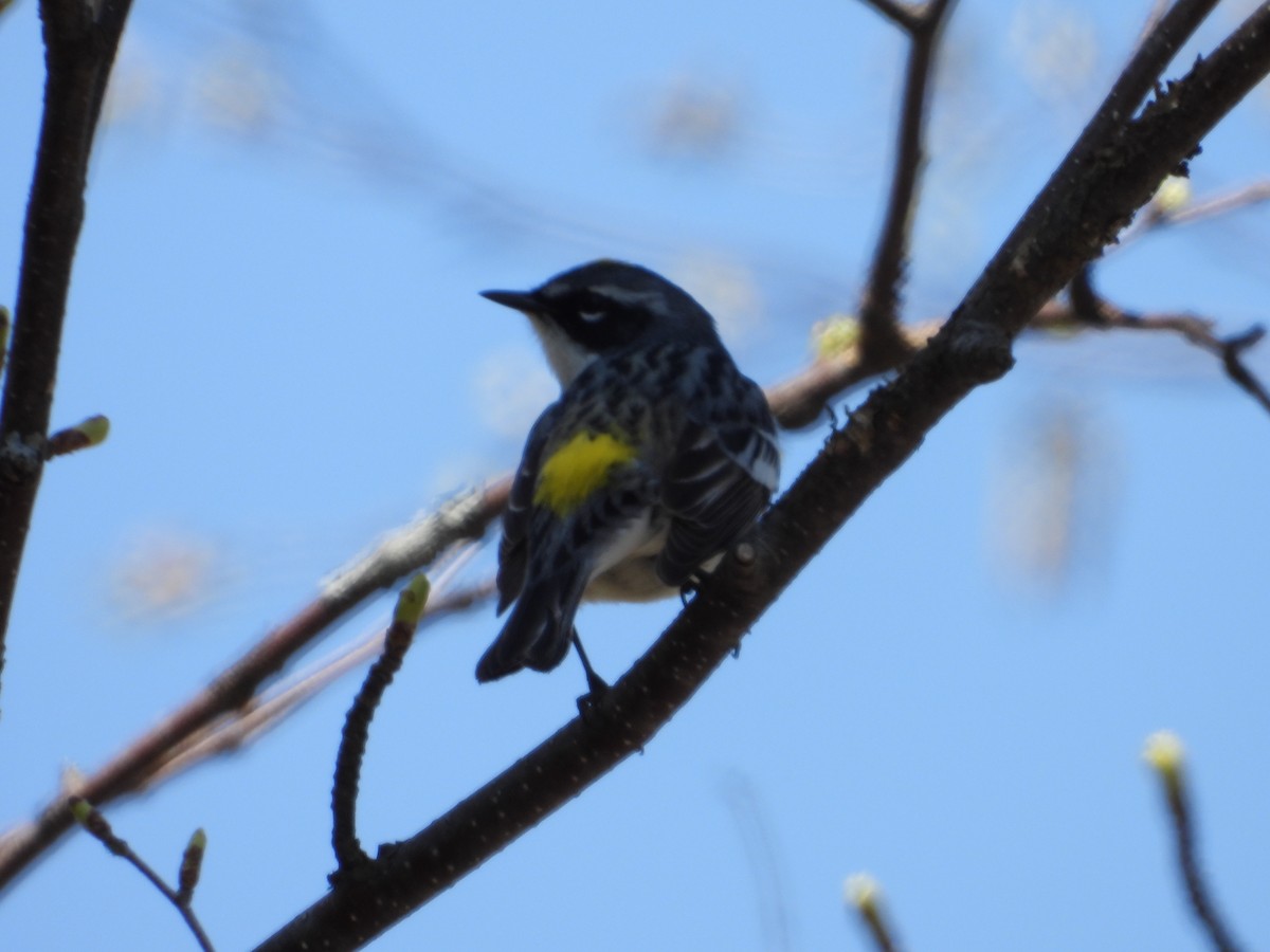 Yellow-rumped Warbler - Denis Provencher COHL