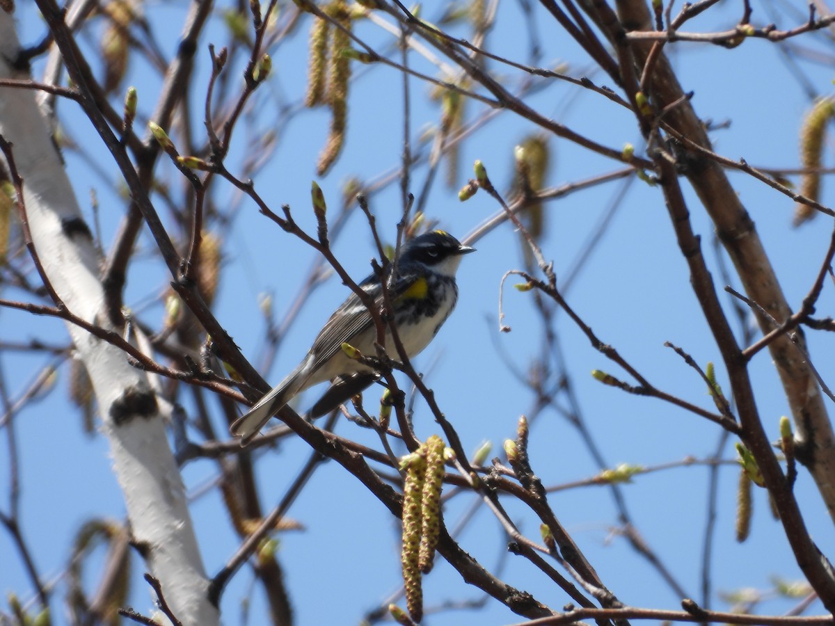 Yellow-rumped Warbler - Denis Provencher COHL