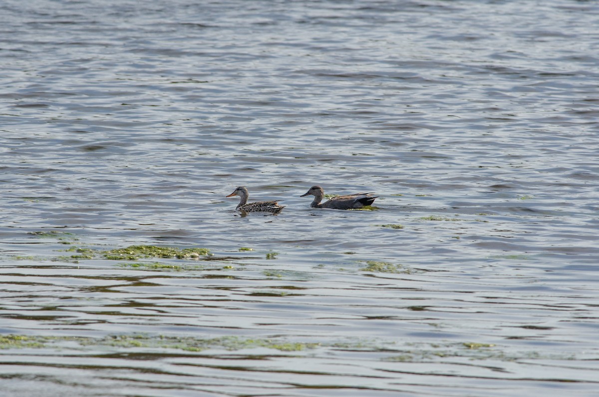 Gadwall - ML619204700