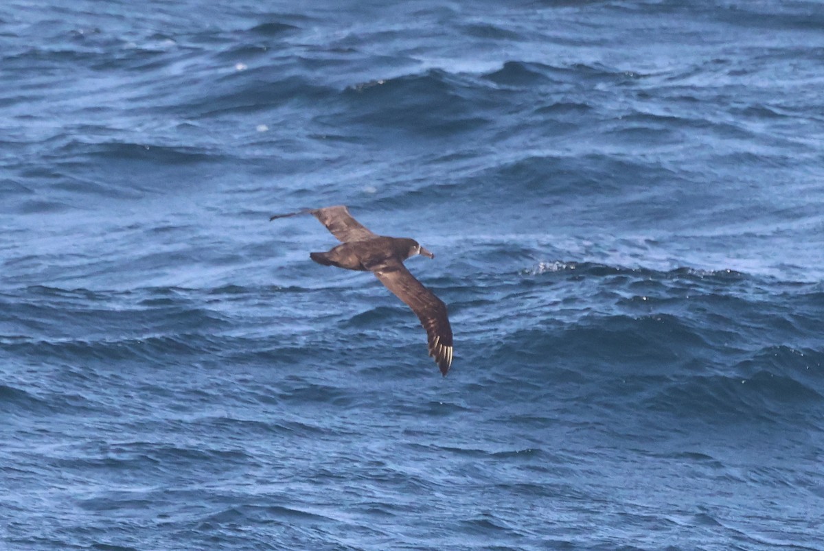 Black-footed Albatross - Michael McCloy