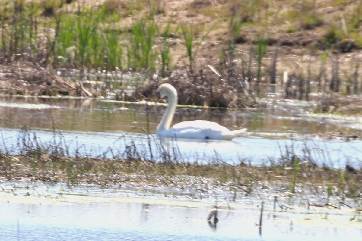 Cygne tuberculé - ML619204710