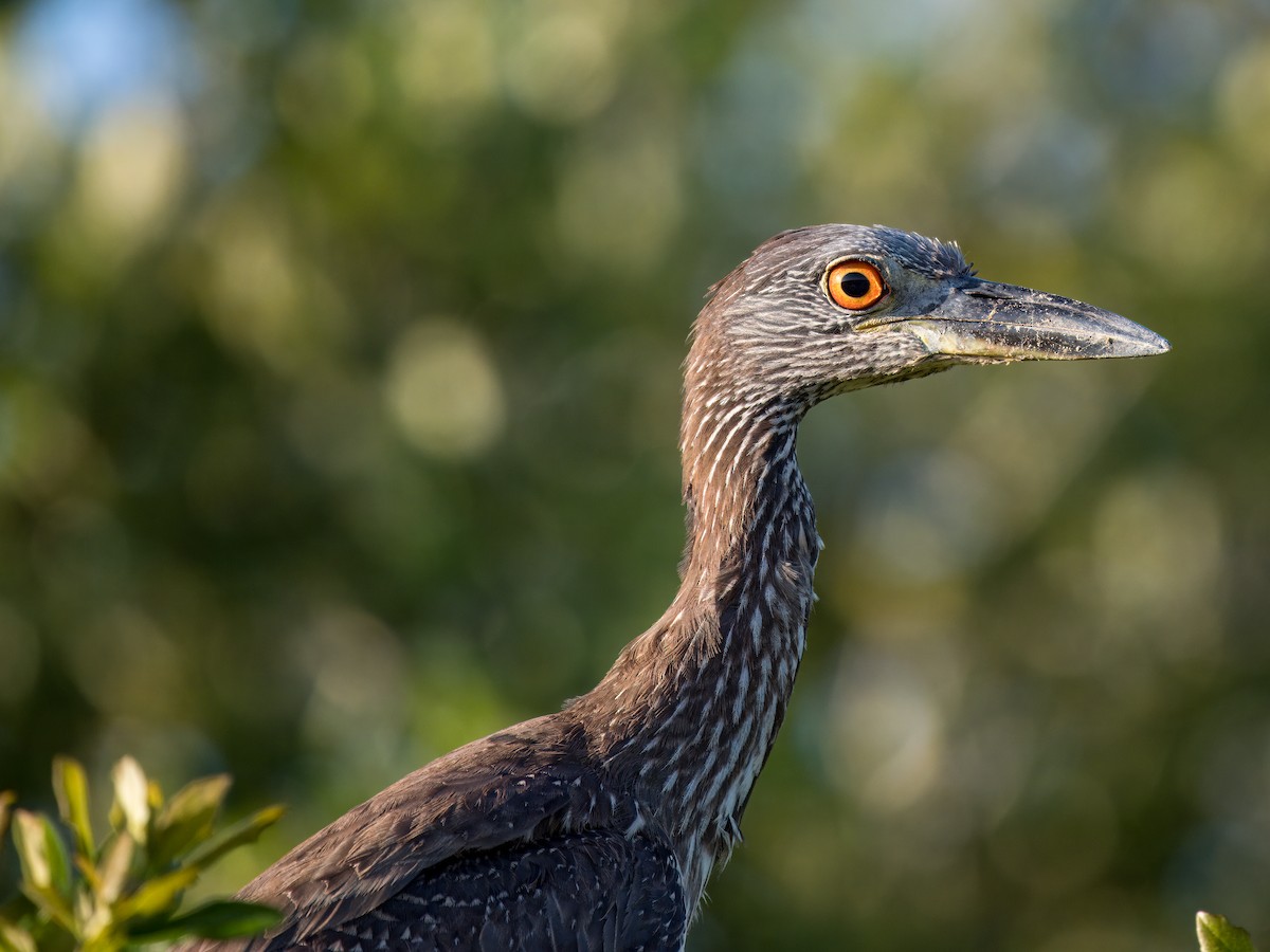 Yellow-crowned Night Heron - Cin-Ty Lee