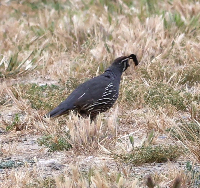 California Quail - Diane Etchison