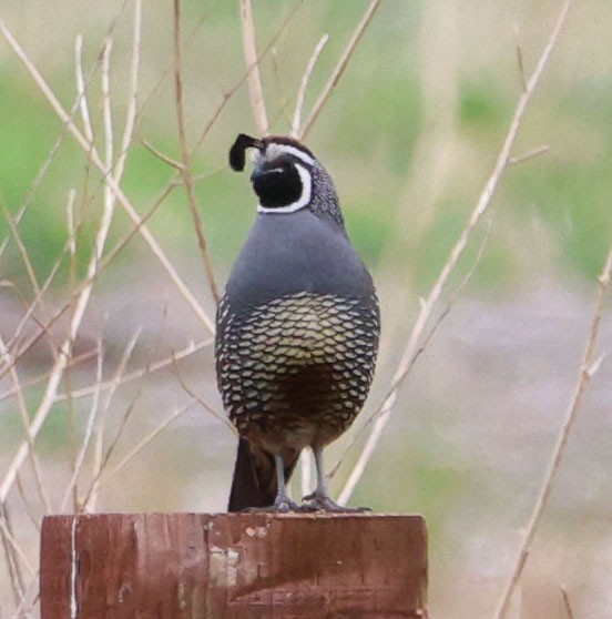 California Quail - Diane Etchison