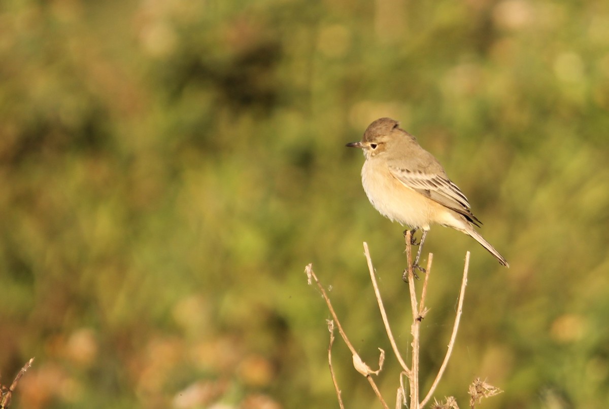 Lesser Shrike-Tyrant - ML619204742