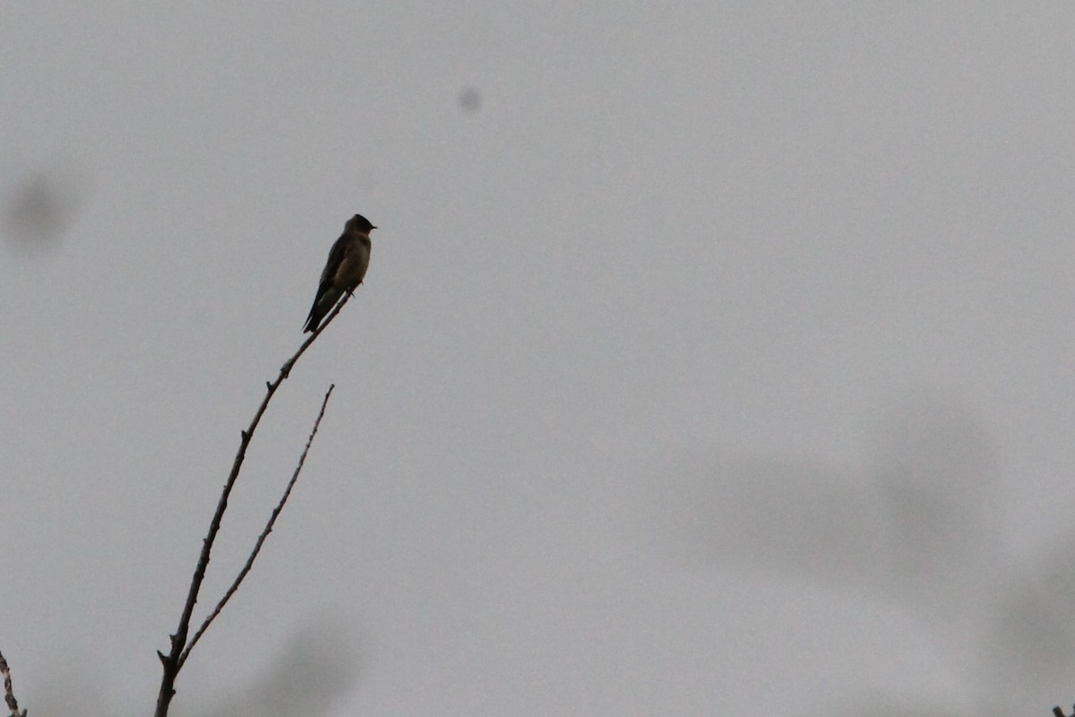 Southern Rough-winged Swallow - Juan Marcos Montanari
