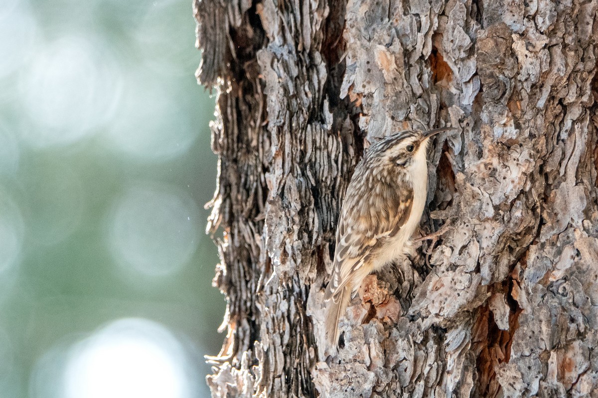 Brown Creeper - Carrie Vaughn