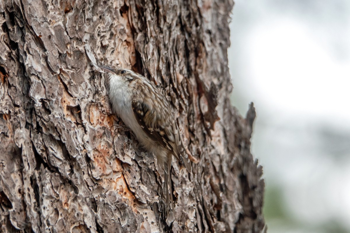 Brown Creeper - Carrie Vaughn