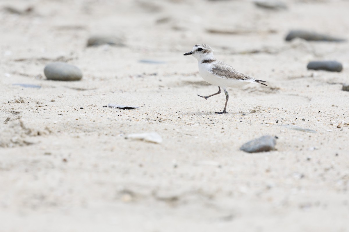 Snowy Plover - Tommy Quarles