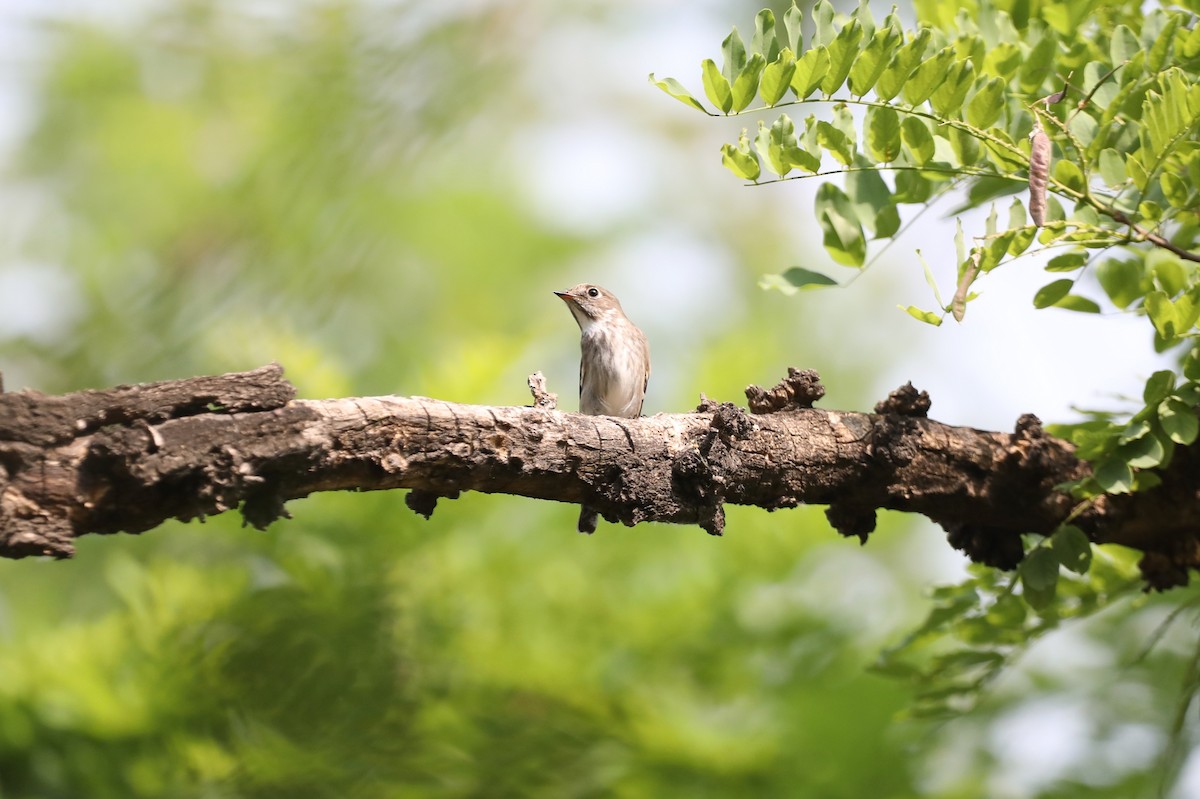 Dark-sided Flycatcher - Starlit Chen