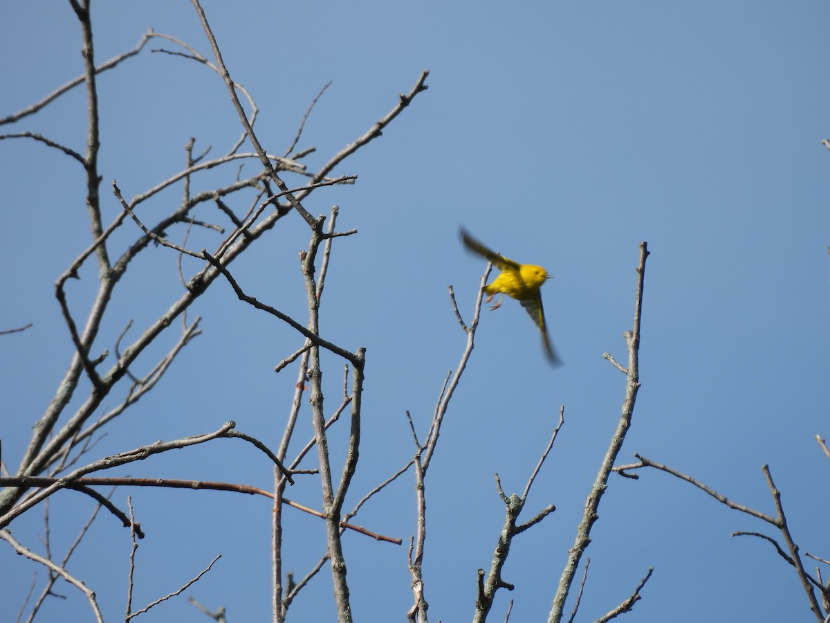 Yellow Warbler - Emily Szczypek