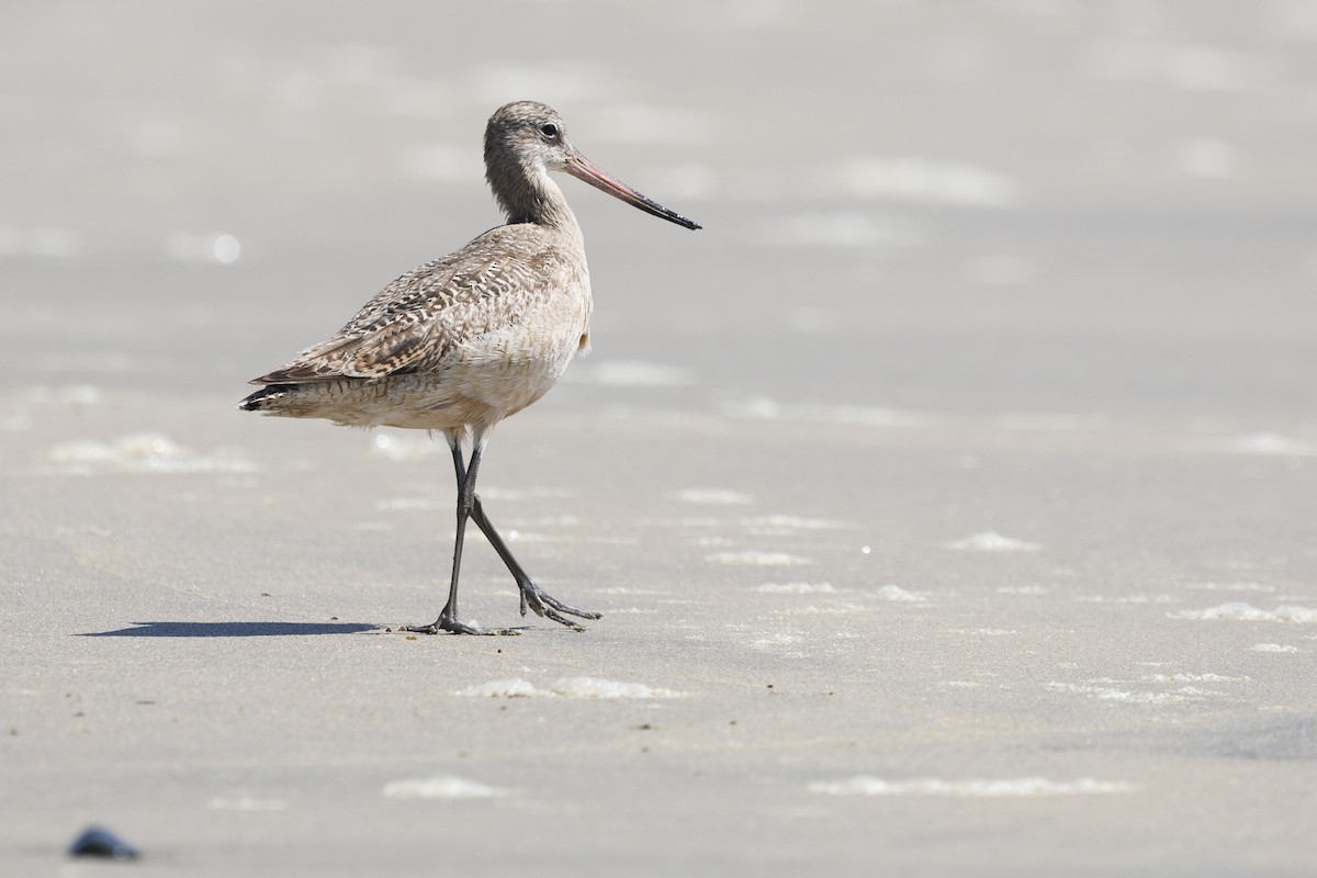 Marbled Godwit - Tommy Quarles