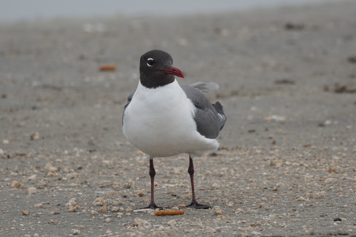 Laughing Gull - Chase Wilson
