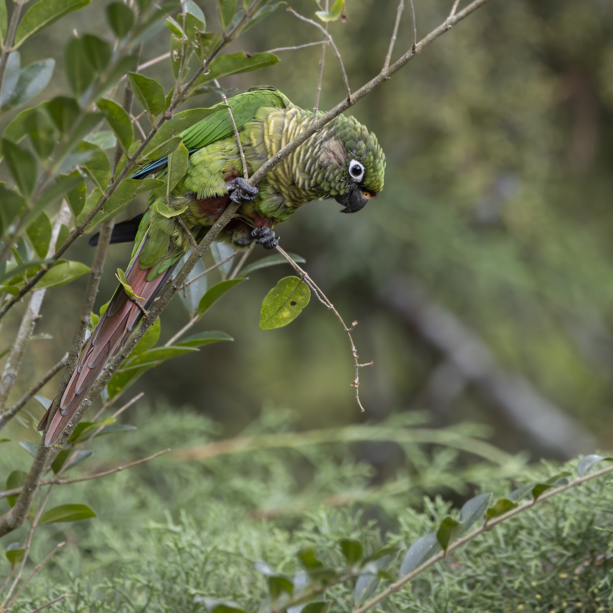 Maroon-bellied Parakeet - Gustavo Silva