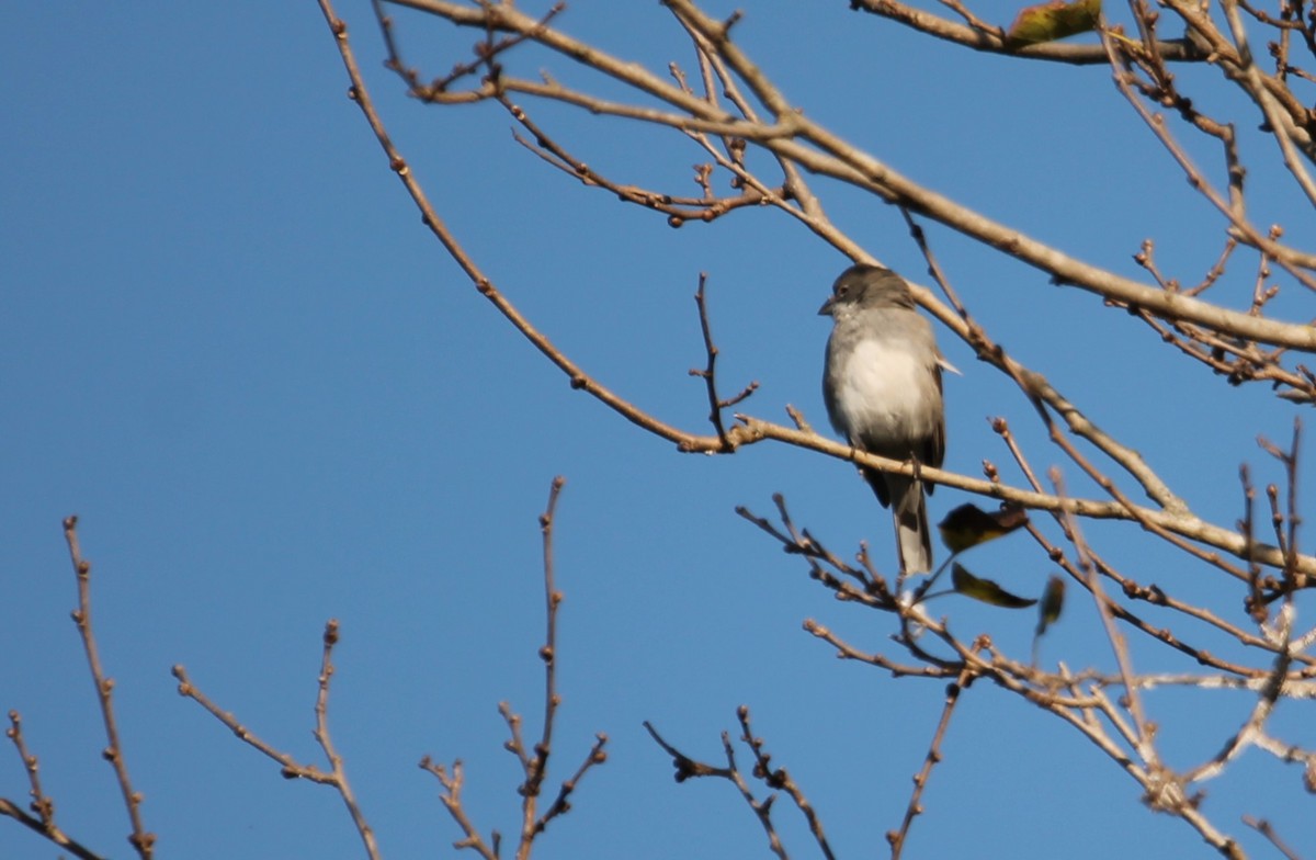 Diuca Finch - Juan Marcos Montanari