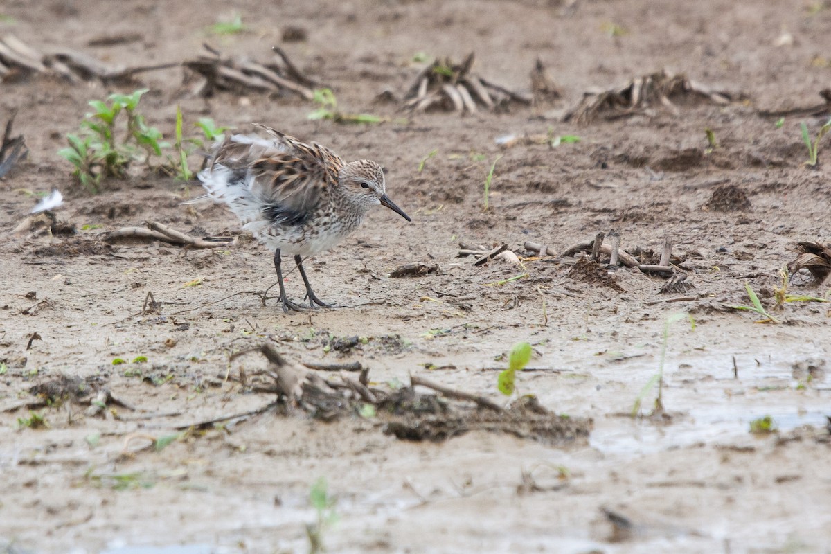 White-rumped Sandpiper - Daniel Redwine