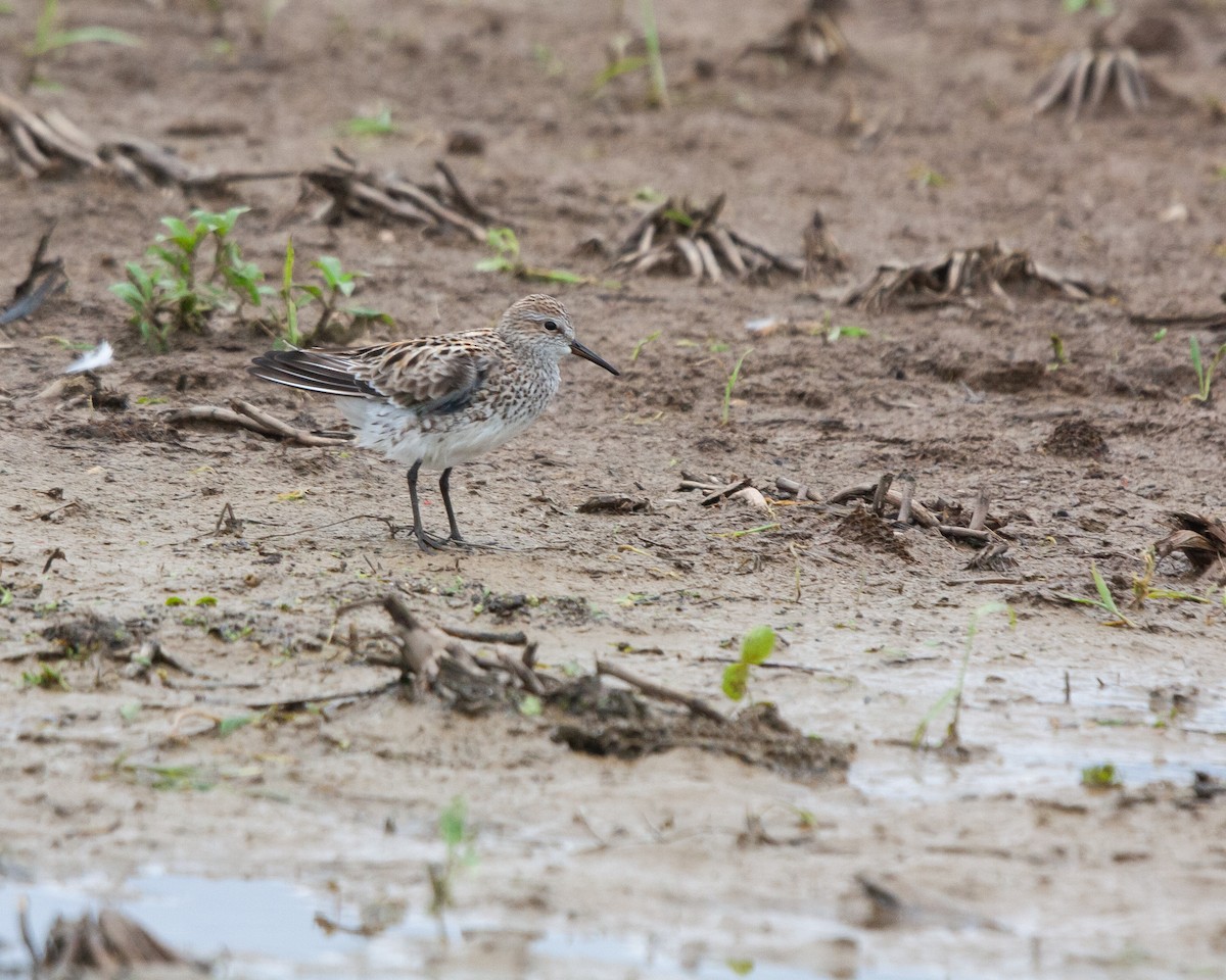 White-rumped Sandpiper - Daniel Redwine