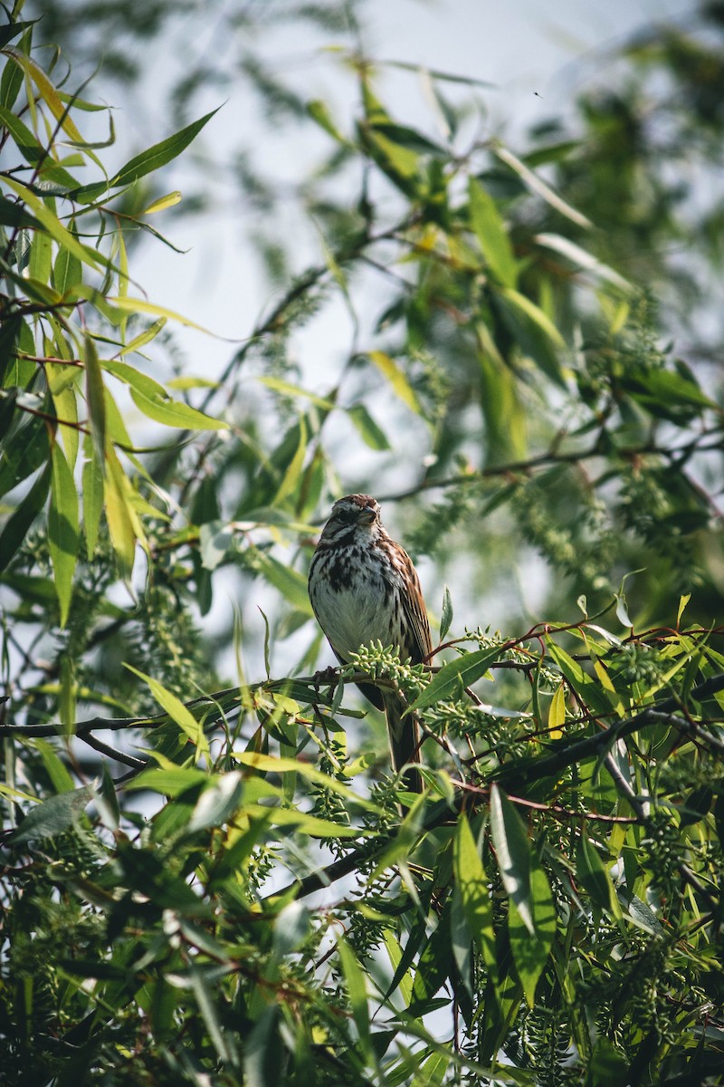 Song Sparrow - Yifei Ma