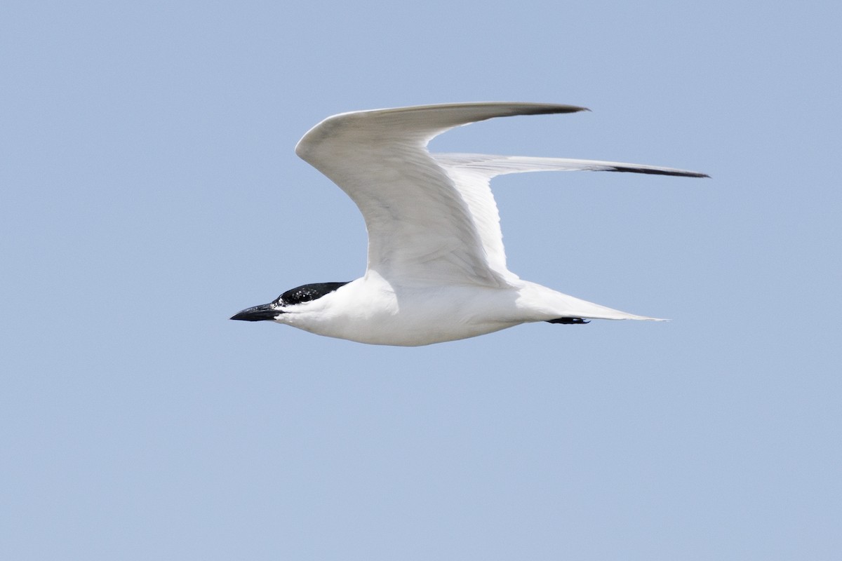 Gull-billed Tern - Tommy Quarles