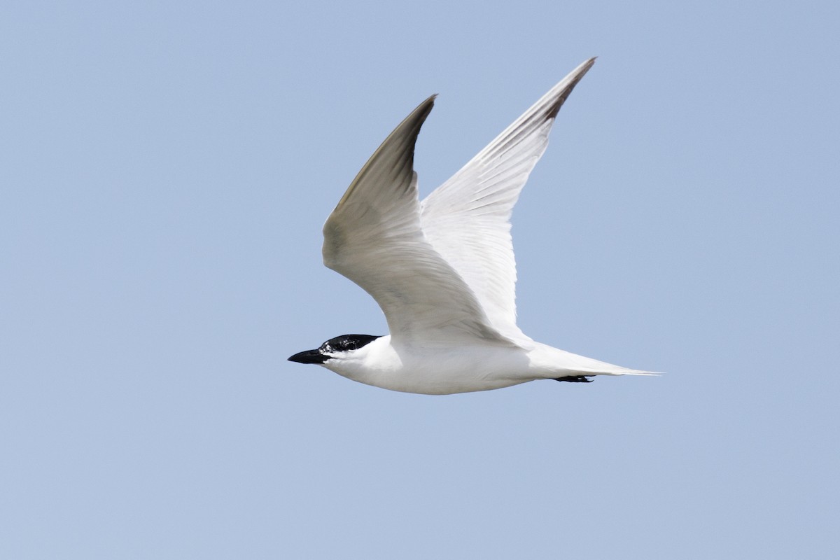 Gull-billed Tern - Tommy Quarles