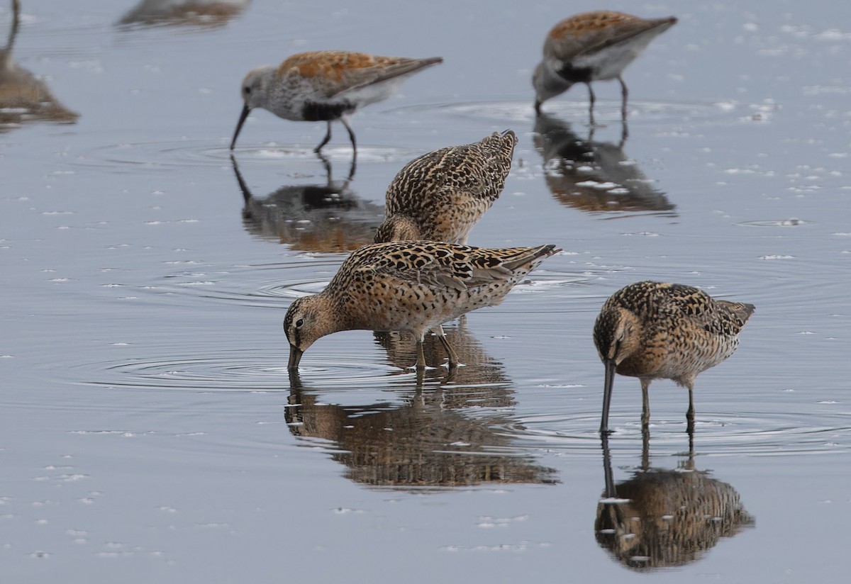 Short-billed Dowitcher - Michael Todd