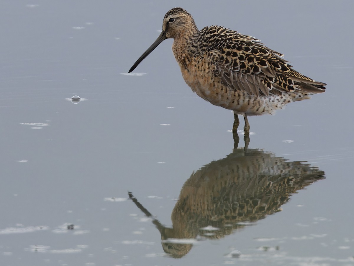 Short-billed Dowitcher - Michael Todd