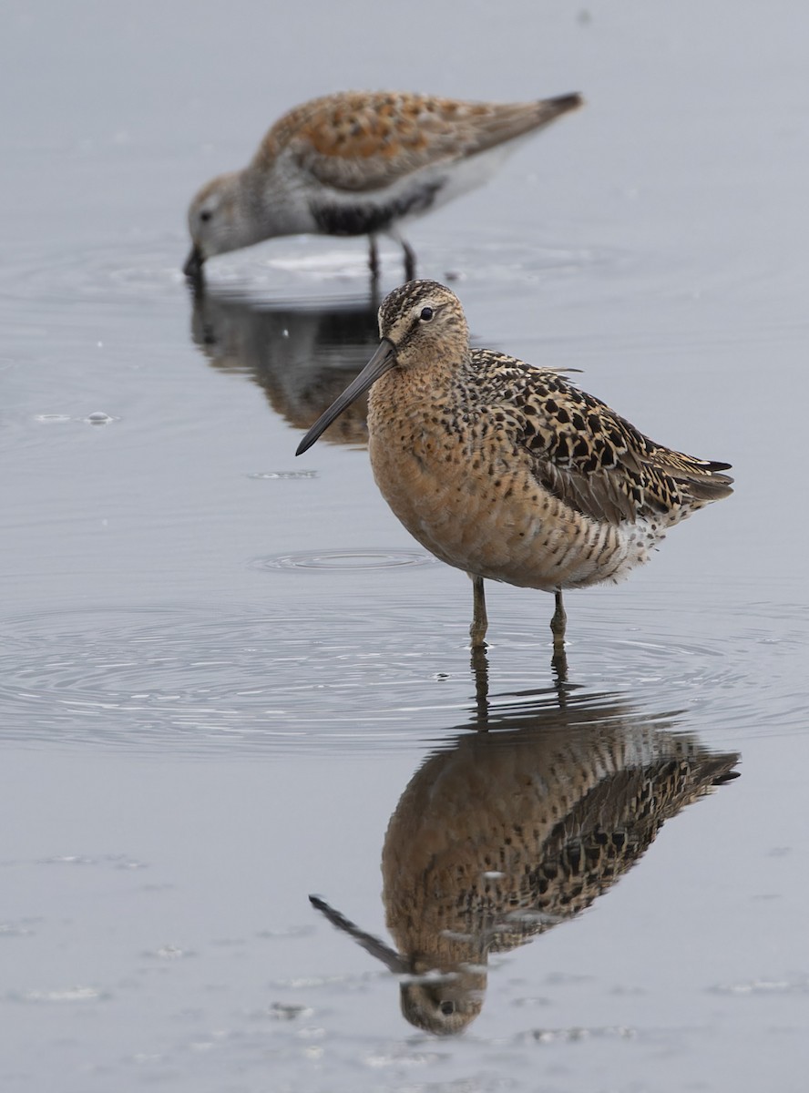 Short-billed Dowitcher - Michael Todd