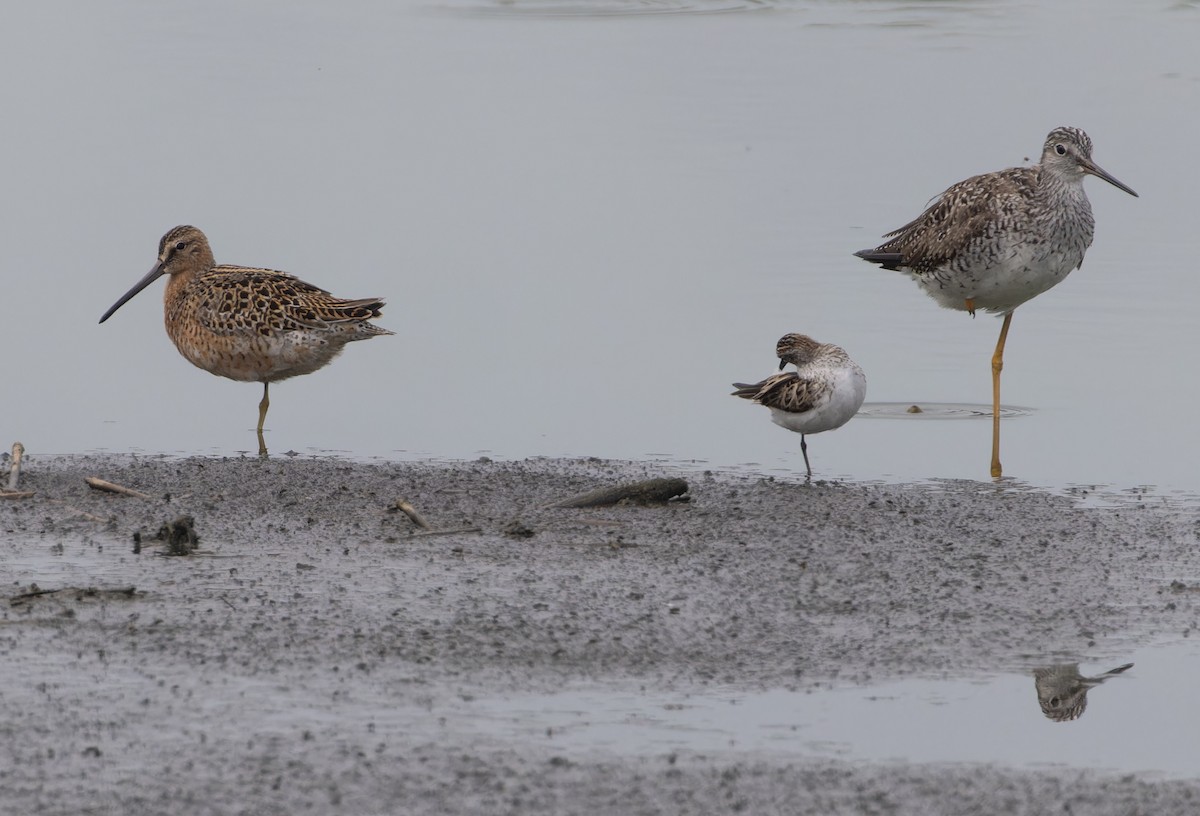 Short-billed Dowitcher - Michael Todd