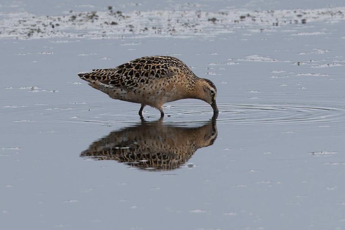 Short-billed Dowitcher - Michael Todd