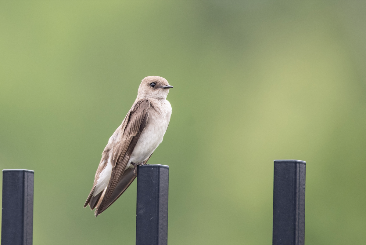 Northern Rough-winged Swallow - Lauren Davies
