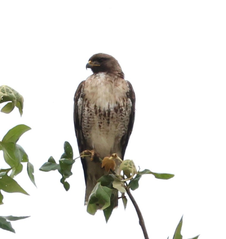 Red-tailed Hawk - Diane Etchison