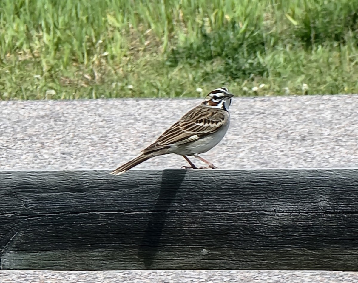Lark Sparrow - Rose Leach
