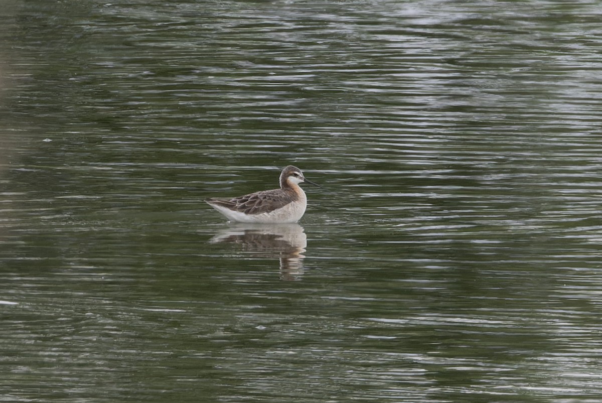 Wilson's Phalarope - Michael Todd