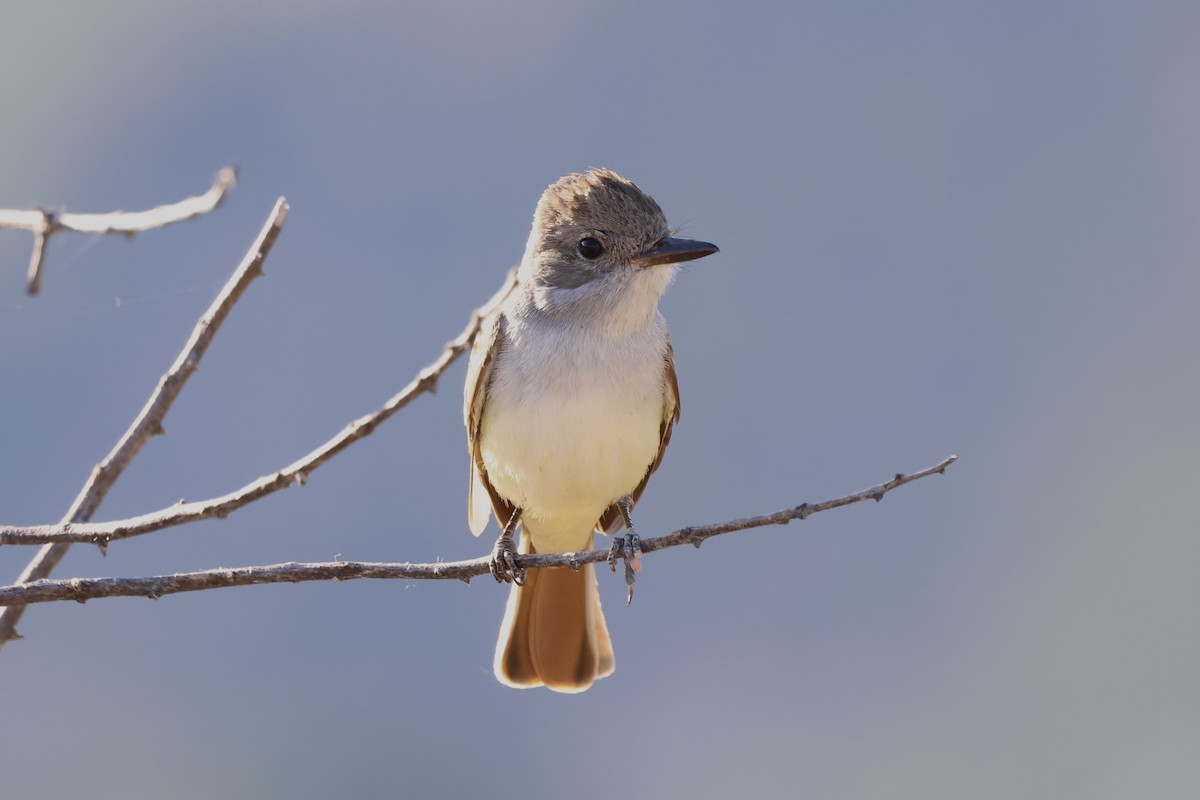 Ash-throated Flycatcher - Michael McCloy