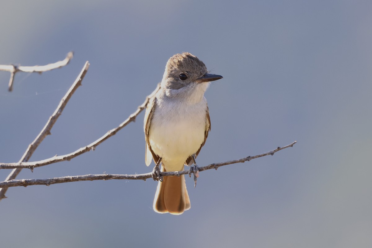 Ash-throated Flycatcher - ML619204942