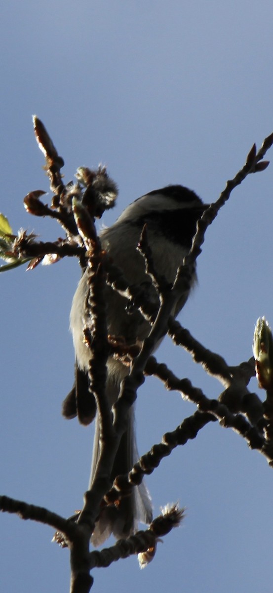 Black-capped Chickadee - Amy Ressler-Williams