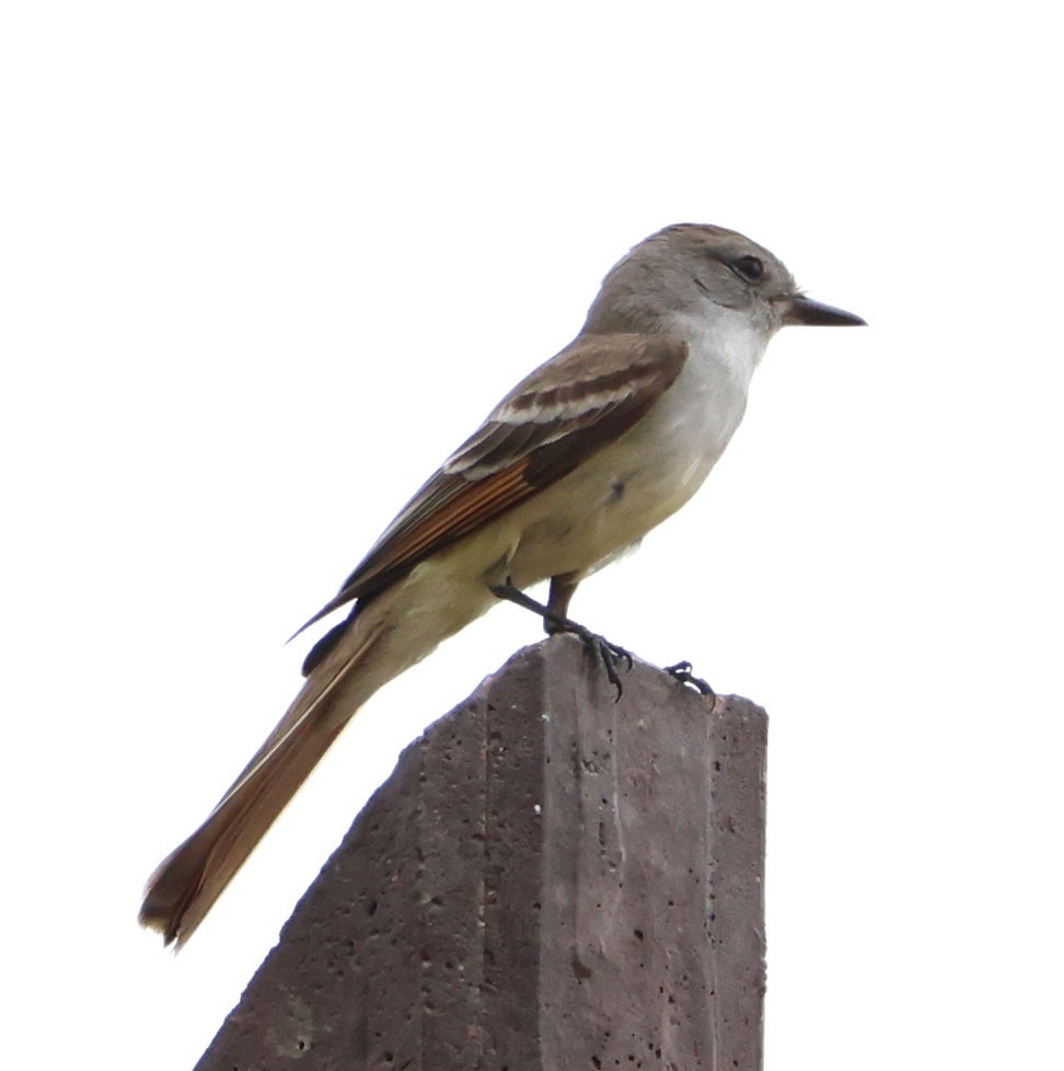 Ash-throated Flycatcher - ML619204951