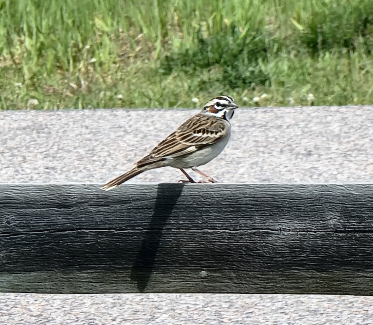 Lark Sparrow - Rose Leach