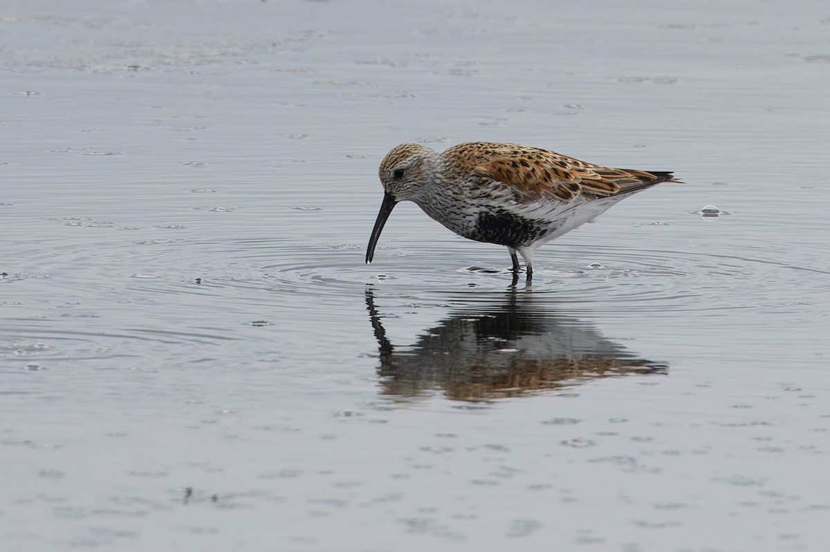 Dunlin - Michael Todd