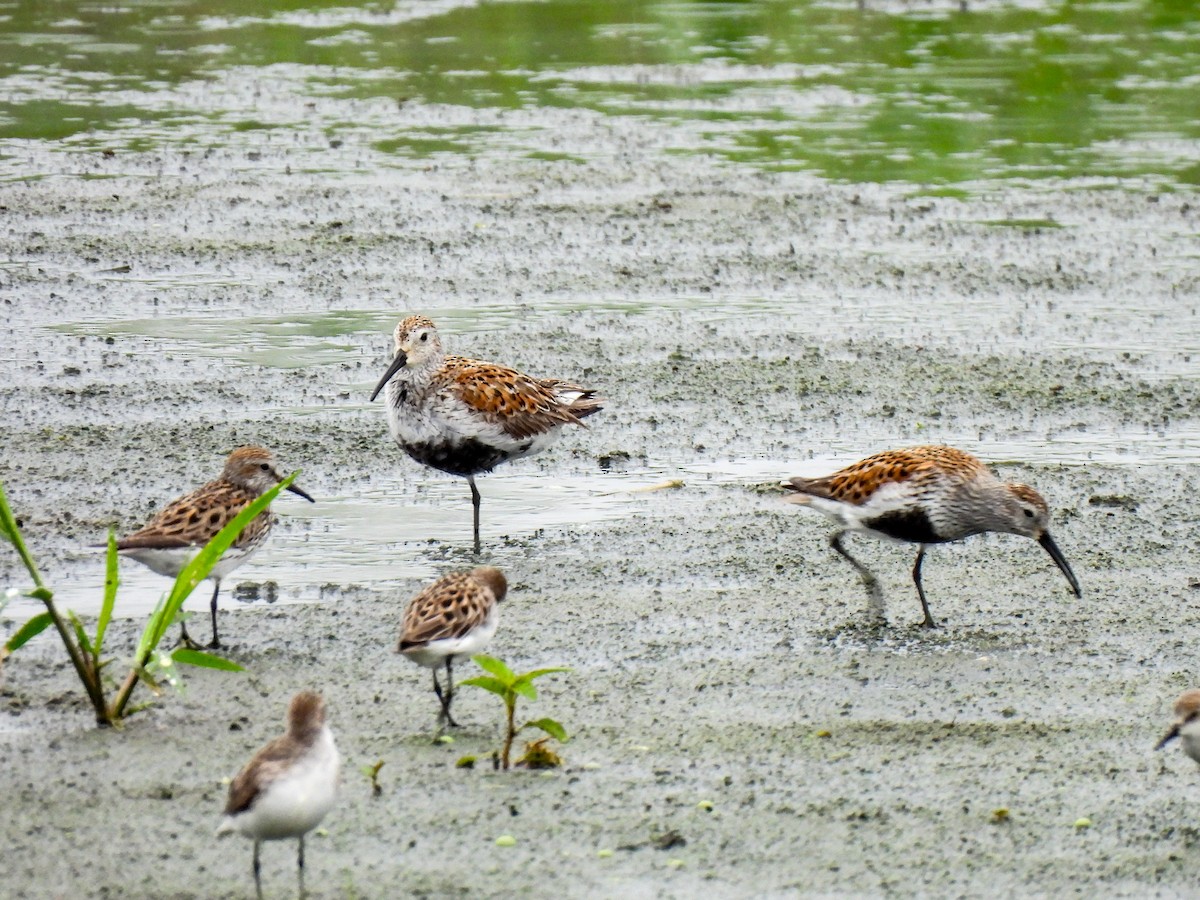 Dunlin - Sophie Dismukes