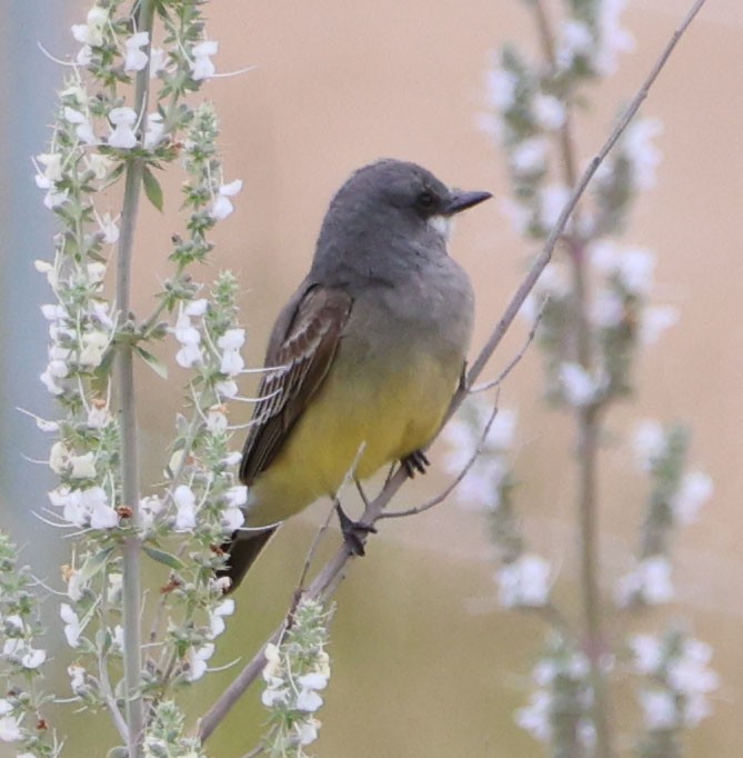 Cassin's Kingbird - ML619204963