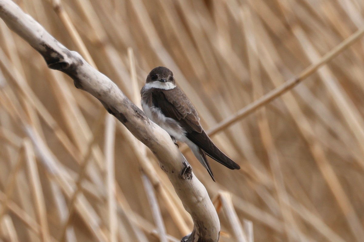 Bank Swallow - Denis Tétreault