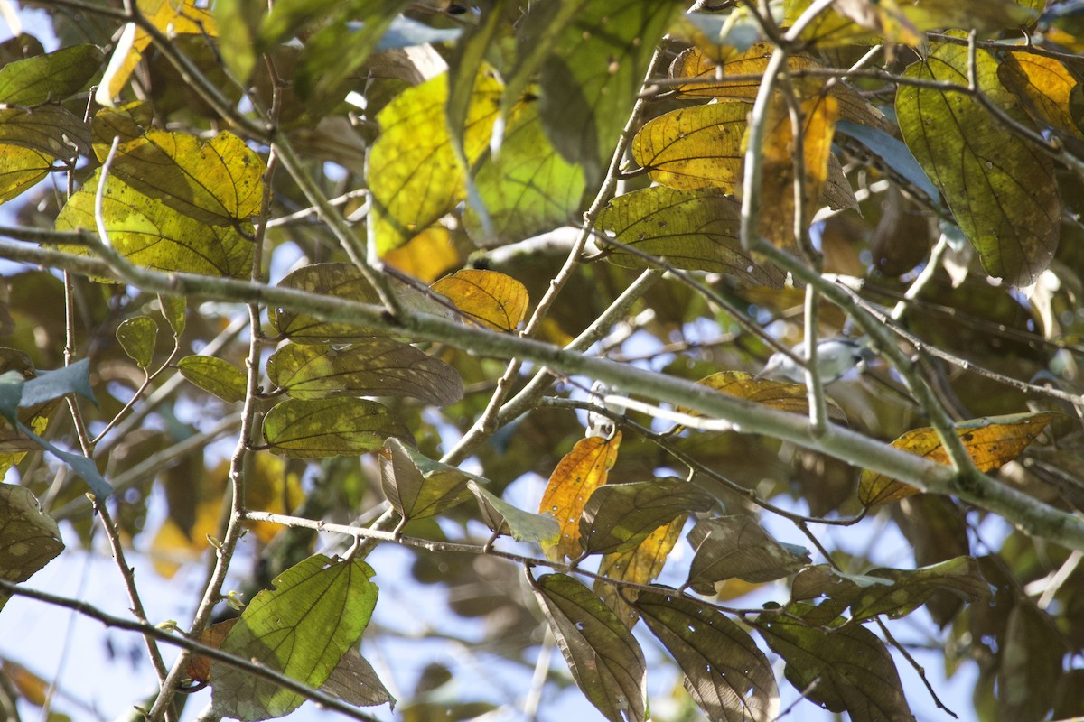 White-browed Gnatcatcher - allie bluestein