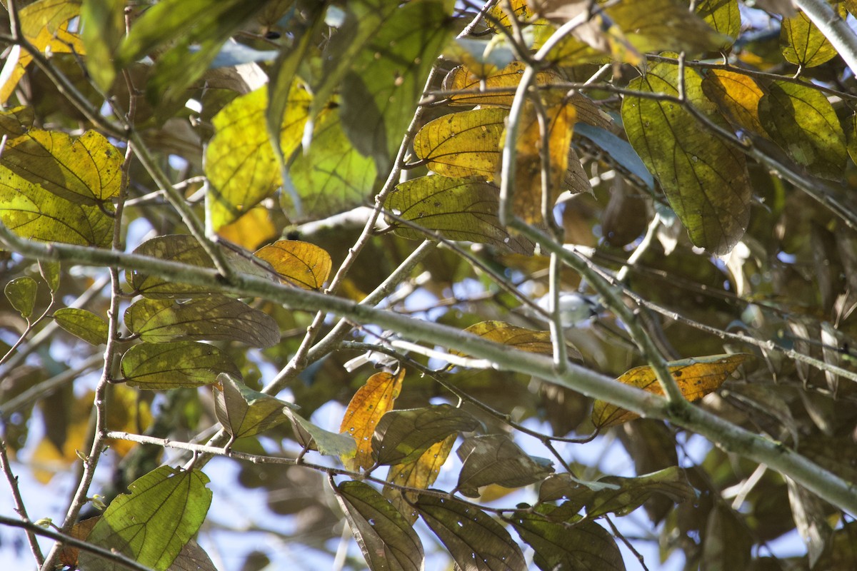 White-browed Gnatcatcher - allie bluestein