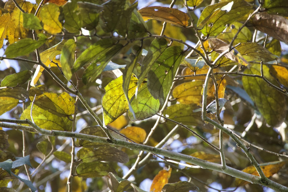 White-browed Gnatcatcher - allie bluestein