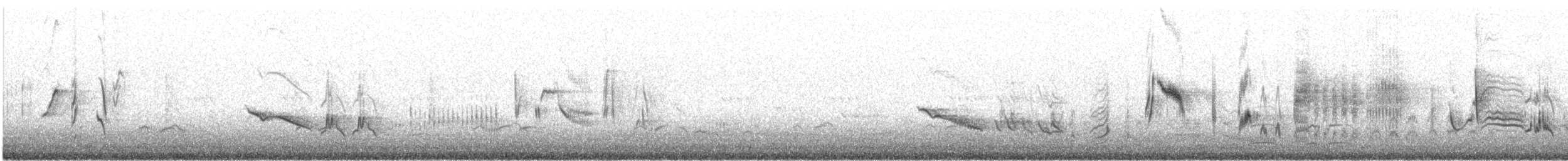 svartkrattskvett - ML619204991